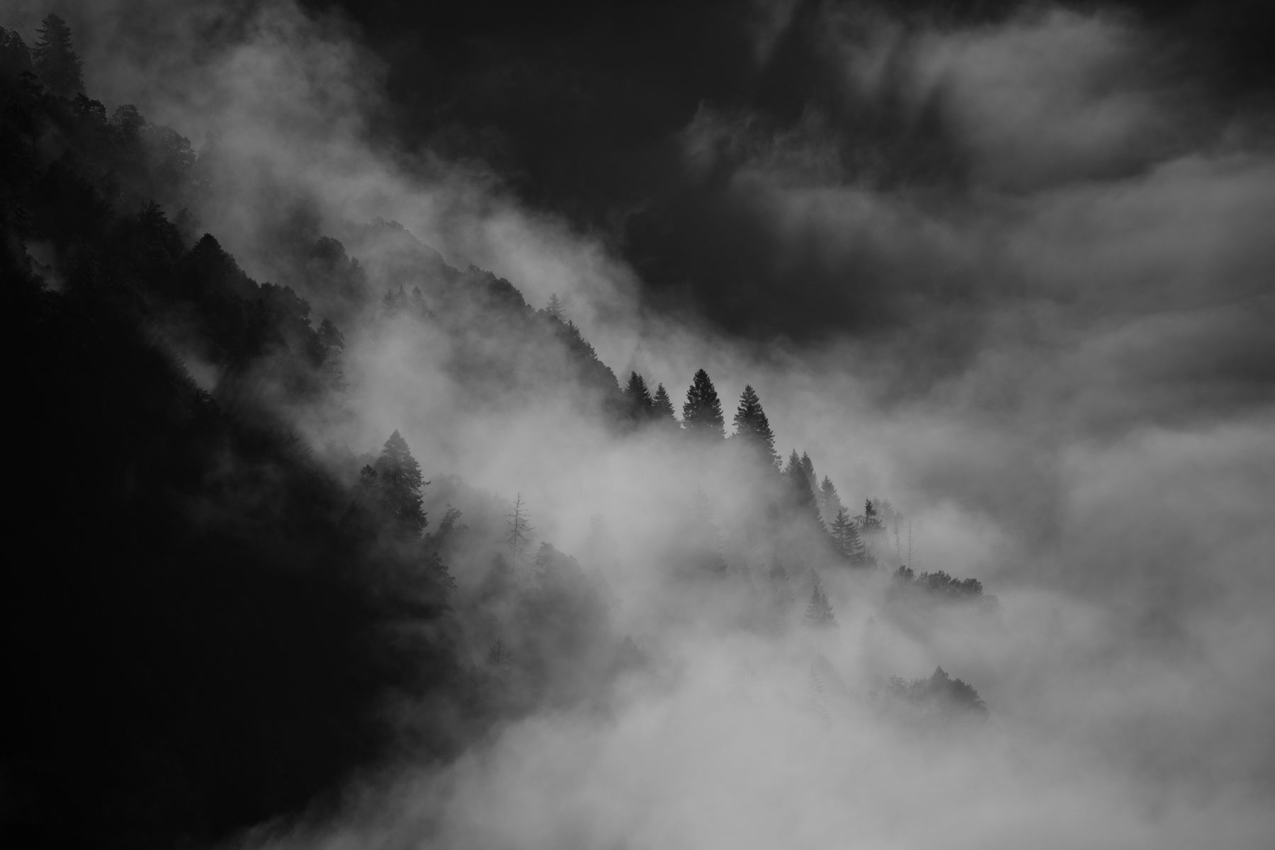 Nebel zieht durch einen Tannenhang, schwarzweiß